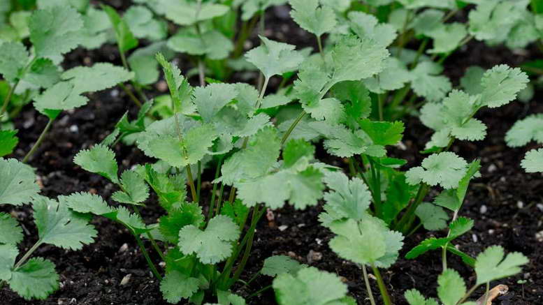 Можно ли выращивать кориандр в открытом грунте: как и когда сеять под зиму