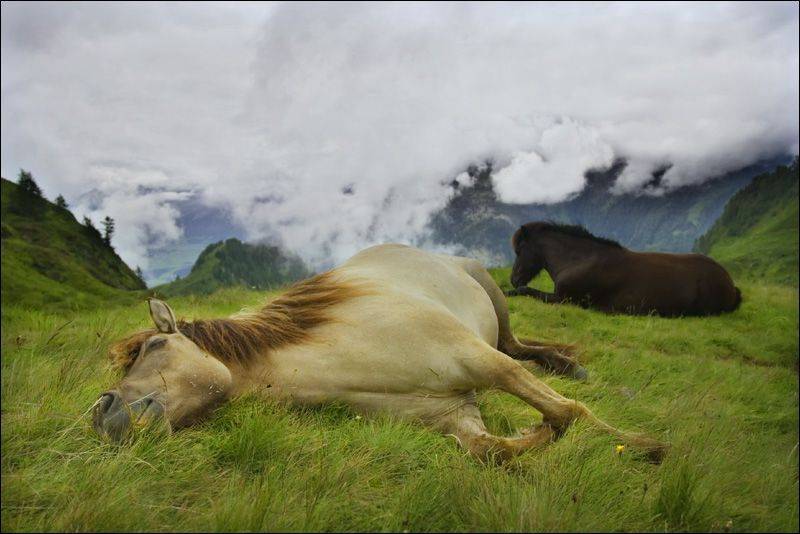 Как спят лошади: стоя или лежа