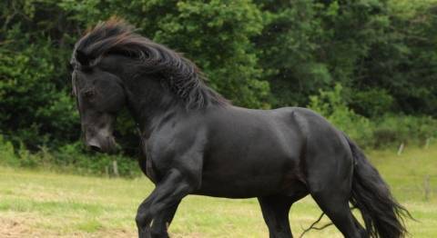 Красивые лошади (50 фото): список самых необычных пород коней в мире. очень редкие масти
