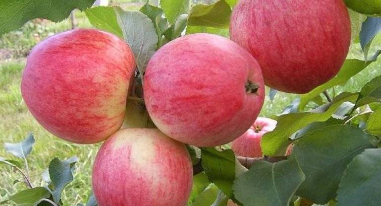 Выбор удобрений и подкормка яблони весной