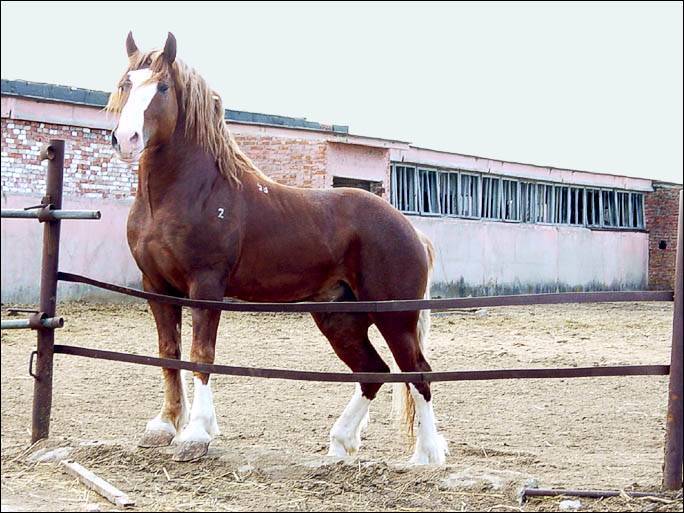 Новоалтайская порода лошадей