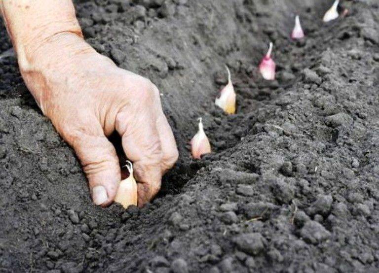 Выращивание озимого чеснока: всё от посадки до сбора урожая