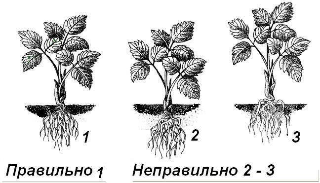 Схема посадки клубники альба в открытом грунте