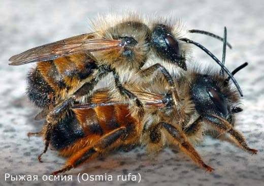Слуги природы или кто такие дикие пчелы?