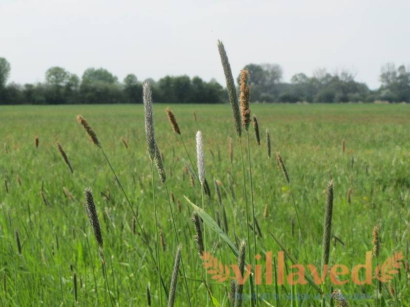 О луговых травах: названия, разновидности, как выглядят, описание растений
