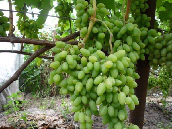 Сорт винограда — розовый тимур