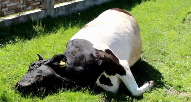 Тимпания рубца – вздутие рубца у коров