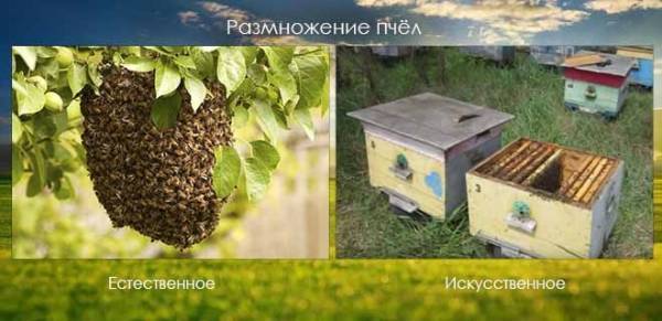 Способы размножения пчел