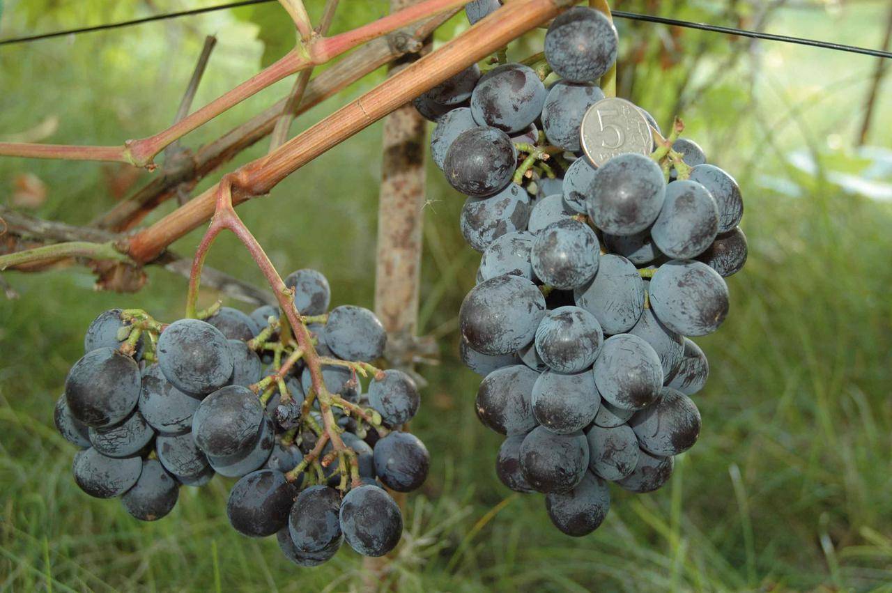 Как ухаживать за виноградом весной и устранить проблемы после зимы?