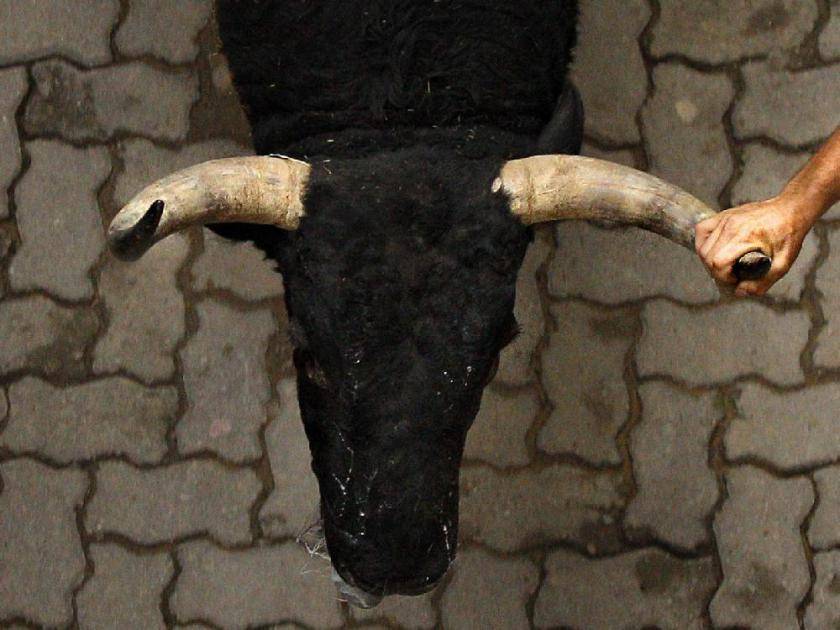 Кастрированный бык: причины кастрации, описание процедуры, назначение и применение вола в сельском хозяйстве