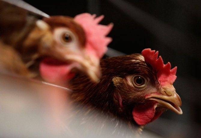 О лечении цыплят, которые чихают и хрипят: что делать с дохнущей птицей
