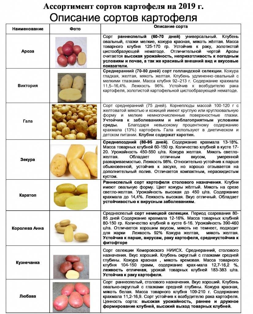Каратоп: описание семенного сорта картофеля, характеристики, агротехника