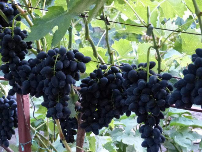 Три надежды винограда: азос, аксайская и ранняя — всё о сортах