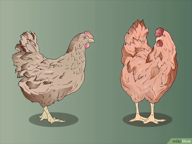 Как определить пол цыпленка - wikihow