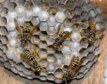 Дают ли осы мед