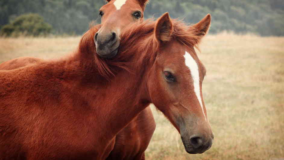Сколько лет живут лошади?