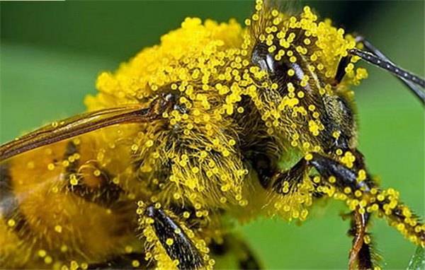 О пчелиной пыльце: цветочная пыльца, пчелиная обножка, как хранить пыльцу