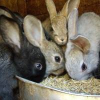 Чем кормить кроликов? 57 фото какой корм едят кролики в домашних условиях. правила кормления. что нельзя им давать?