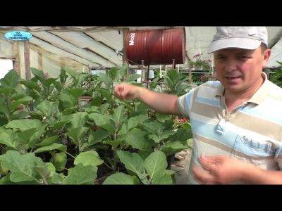 Выращивание баклажанов в теплице: пошаговая технология по получению богатого урожая