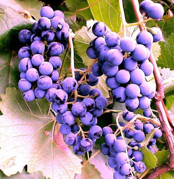 Виноград фиолетовый ранний: как вырастить с учётом сортовых особенностей