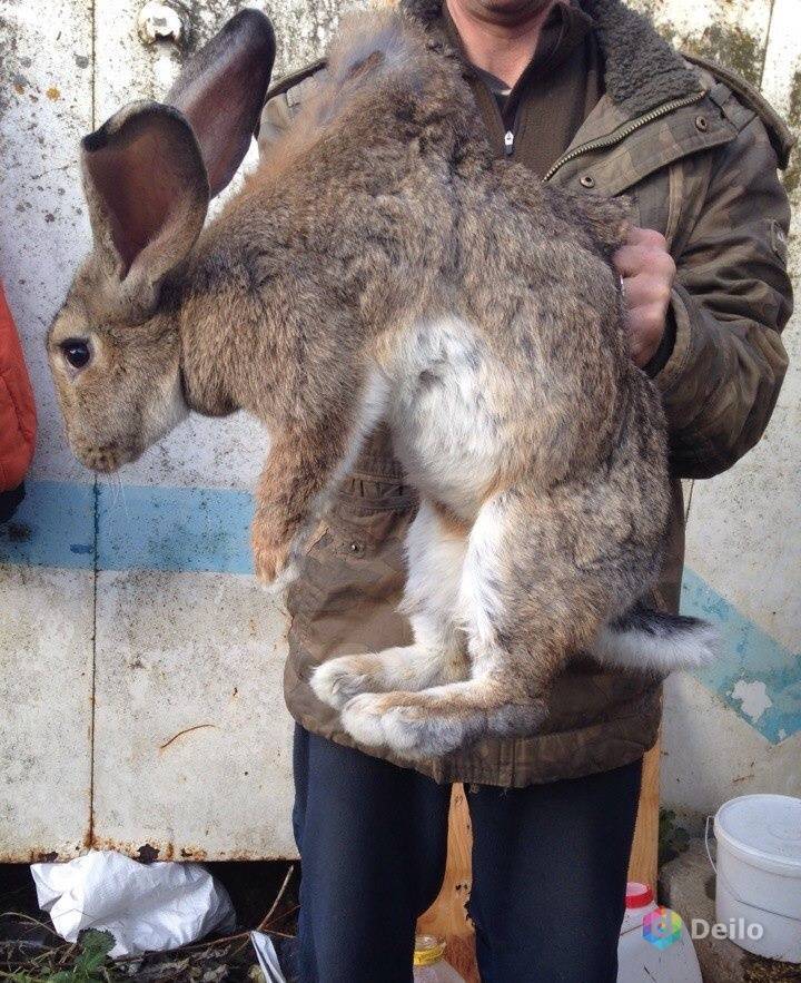 Кролики фландр: описание и фото. кролики-великаны. содержание, разведение кроликов