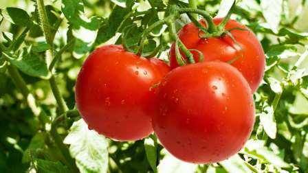 Нужно ли обрывать нижние листья у томатов: как и когда обрезать листву помидор
