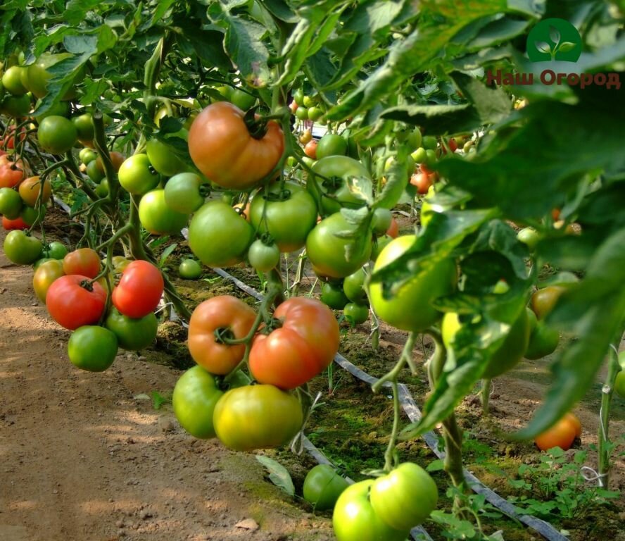 Обработка борной кислотой для завязи помидор. насколько она эффективна и какой раствор действительно работает