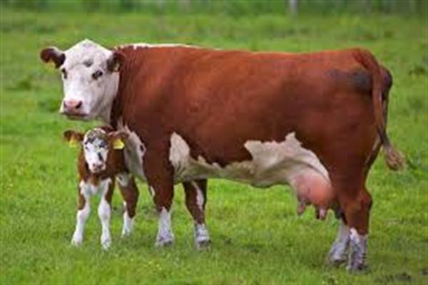 От чего зависит средний вес коровы?