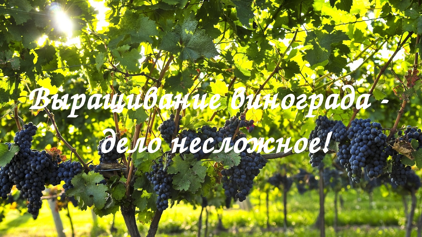 Когда и как сажать виноград осенью и весной