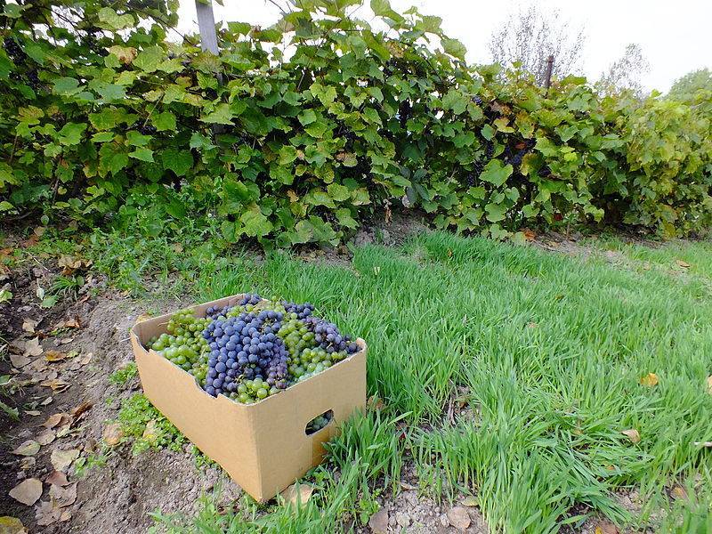 Как правильно сажать виноград саженцами весной