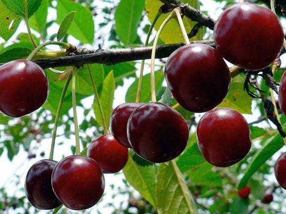 Самые эффективные методы борьбы с вредителями вишни