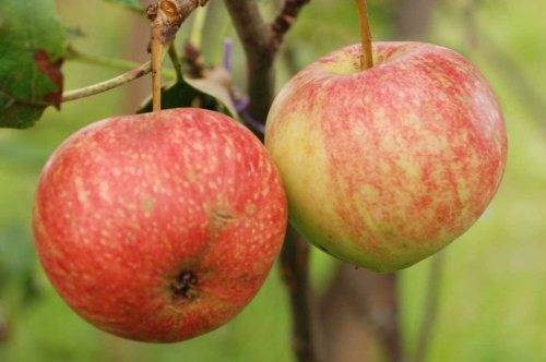 Множественные разновидности яблонь китаек