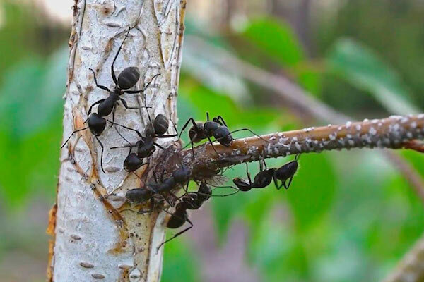 Как избавиться от муравьев в огороде навсегда – польза и вред насекомых, эффективные народные и химические средства