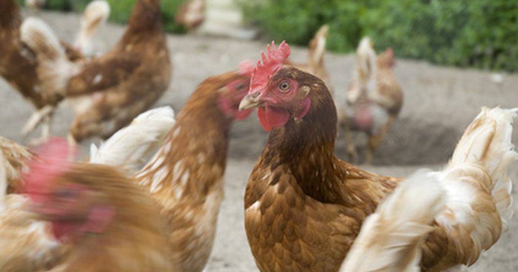 Куры клюют яйца: что делать и как отучить от расклева