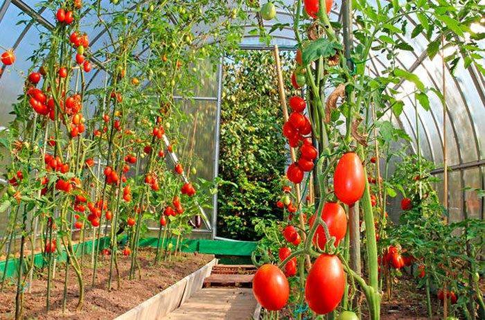 Посадка помидор: как правильно провести посев семян томатов, схемы размещения овоща на даче, в теплице и парнике, уход от а до я, особенности полива, а также фото
