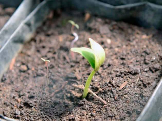 Все о выращивании огурцов в теплице: от проращивания семян до подкормки и формирования куста