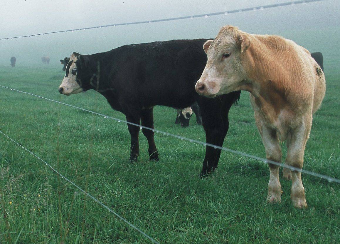 Электрический пастух для коров – модели и их преимущества