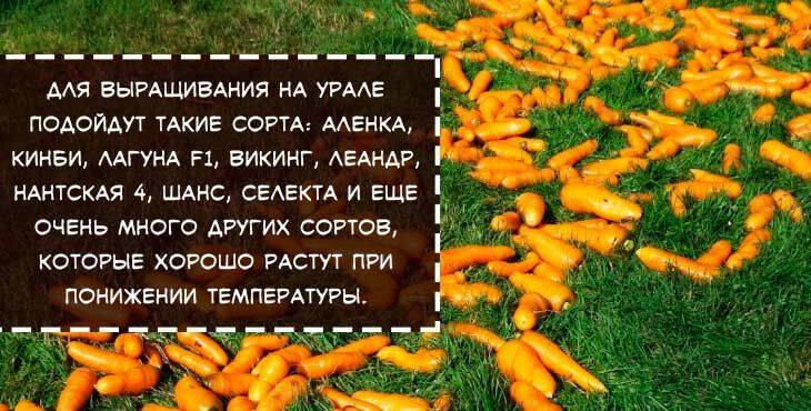 Популярно о выращивании моркови через рассаду: плюсы и минусы способа, порядок действий, советы огородникам
