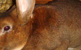 Почему дохнут кролики: основные причины и заболевания
