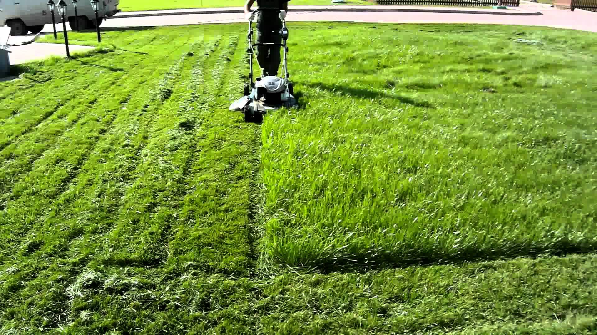 Стрижка газона: когда и как косить траву для лучшего эффекта