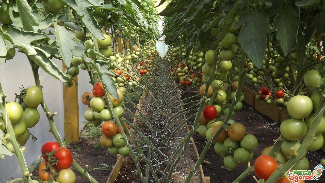 Какие удобрения вносить в землю при посадке помидор?