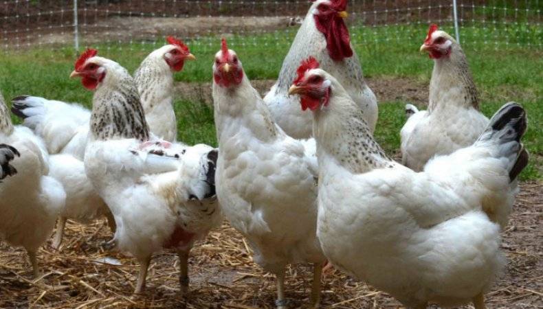 Сколько растет курица:особенности роста бройлеров и их породы