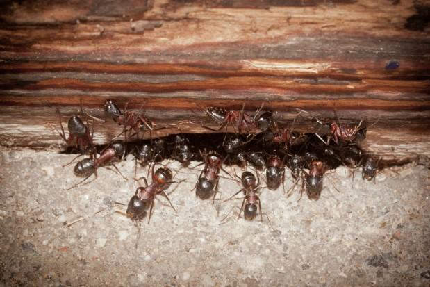 Как избавиться от муравьев в бане? народные и химические способы