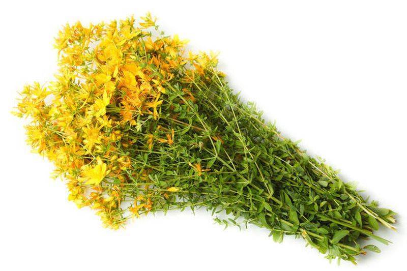 Трава бессмертник – лечебные свойства и противопоказания, цветок бессмертник (цмин песчаный) для печени, для похудения, для волос