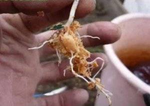 Как вырастить сильную рассаду огурцов в горячих опилках
