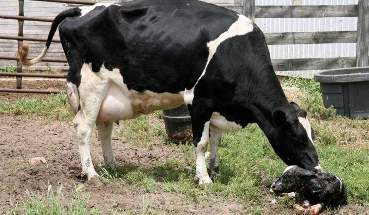Отел коровы: признаки и подготовка к родам