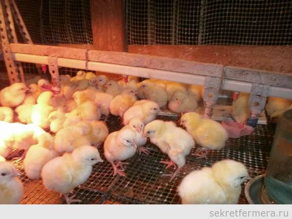 Выбор и выращивание цыплят в домашних условиях