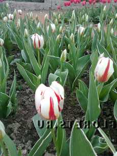 Тюльпаны: выращивание и уход. цветы тюльпаны - фото