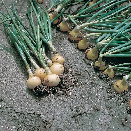 Секреты возделывания ялтинского лука: как правильно выращивать красный крымский сорт? сбор и хранения урожая