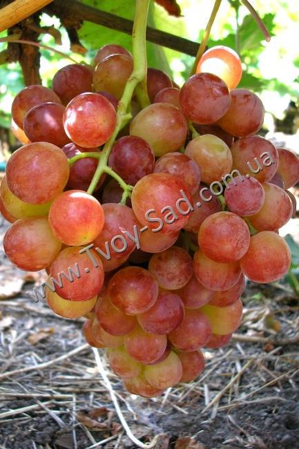 Виноград тасон — один из лучших сверхранних сортов